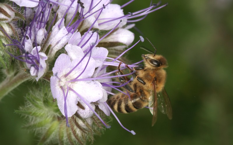 Honigbiene auf Phacelia